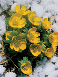 BULB Eranthis cilicica