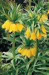 BULB Fritillaria Lutea Maxima