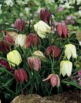 BULB Fritillaria Meleagris Mixed