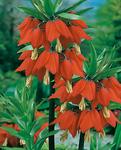 BULB Fritillaria Prolifera