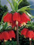 BULB Fritillaria Rubra Maxima