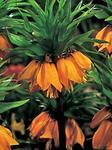 BULB Fritillaria Imperialis William Rex