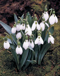 BULB Galanthus elwesii