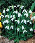 BULB Galanthus nivalis (Single Snowdrops)