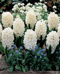 BULB Hyacinth Aiolos