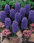 BULB Hyacinth Blue Jacket