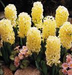 BULB Hyacinth City of Haarlem