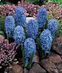 BULB Hyacinth Delft Blue