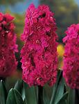 BULB Hyacinth Hollyhock