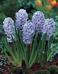 BULB Hyacinth Hybrid Blue Ice