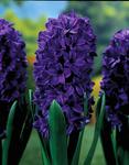 BULB Hyacinth Hybrid Peter Stuyvesant