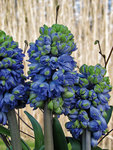 BULB Hyacinth Isabelle (Double)