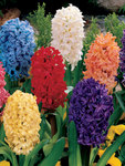BULB Hyacinth Mixed Value Pack