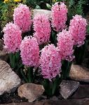 BULB Hyacinth Pink Frosting
