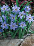 BULB Ipheion Rolph Fiedler