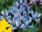 BULB Iris Dwarf Rock Garden Cantab