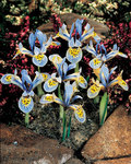 BULB Iris histrioides "Katherine Hodgkin"