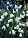 BULB Leucojum aestivum Gravetye Giant