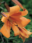 BULB Lily African Queen (Trumpet)