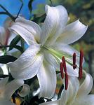 BULB Lily Casa Blanca (Oriental)