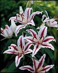 BULB Lily Dizzy (Oriental)