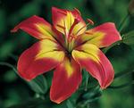 BULB Lily Jacqueline (Asiatic)