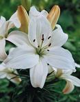 BULB Lily Lennox (Asiatic)