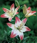 BULB Lily Lollipop (Asiatic)