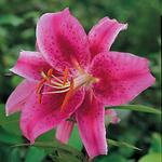 BULB Lily Mediterranee (Oriental)