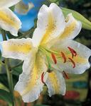 BULB Lily Montreal (Oriental)
