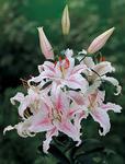 BULB Lily Muscadet (Oriental)