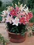 BULB Lily Oriental Mix