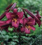 BULB Lily Pink Perfection (Trumpet)