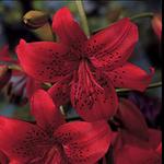 BULB Lily Red Twinkle (Tiger)