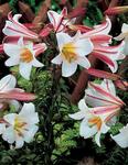 BULB Lily Regale (Trumpet)
