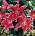 BULB Lily Star Gazer (Oriental)