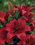 BULB Lily Stones (Asiatic)