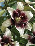 BULB Lily Cappuccino (Tango)