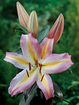 BULB Lily Tom Pouce (Oriental)