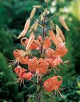 BULB Lily Trigrinum Splendens (Tiger)