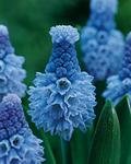 BULB Muscari Azureum