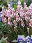 BULB Muscari Pink Sunrise