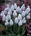 BULB Muscari Valerie Finnis