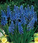 BULB Muscari armeniacum - Grape Hyacinth Value Pack