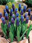 BULB Muscari latifolium