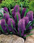 BULB Muscari Plumosum