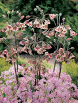 BULB Nectaroscodum siculum