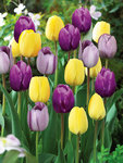 BULB Perfect Partners Grape Expectations Tulips