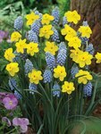 BULB Perfect Partner Sunshine Blue Mix