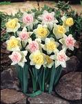 BULB Perfect Partners&reg; Colorful Cupfuls (Daffodils)